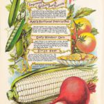 How to Start a Neighborhood Seed Library